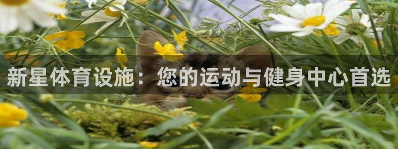 意昂3集团：新星体育设施：您的运动与健身中心首选