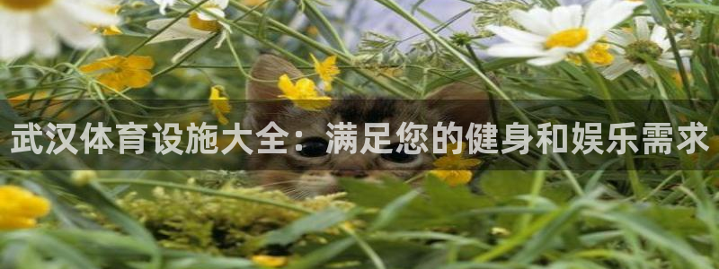 意昂体育3：武汉体育设施大全：满足您的健身和娱乐需求